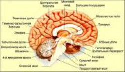 Эпифиз-проводник в тонкий мир