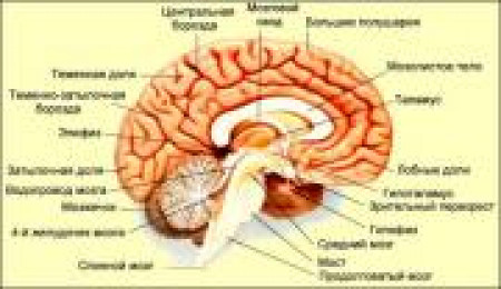 Эпифиз-проводник в тонкий мир