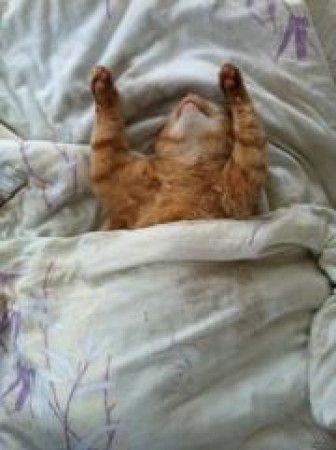 Мур-мур терапия