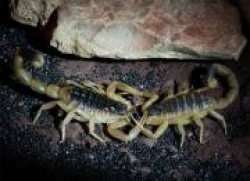 Два скорпиона в одной банке. Приговор привести в исполнение, или как cработала «Любовная формула