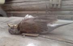 Мертвая птица счастья не приносит.