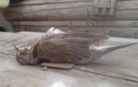 Мертвая птица счастья не приносит.