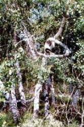 Болезни магия