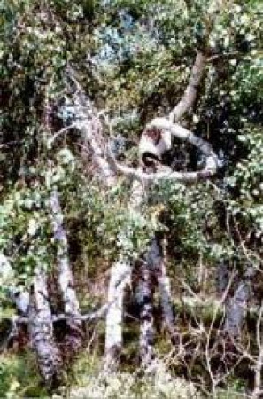 Болезни магия