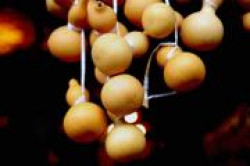 Чудесная тыква-горлянка Ху Лу Чудесная тыква-горлянка Ху Лу