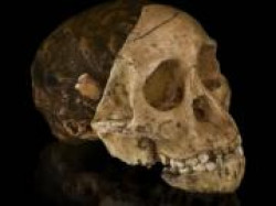 Кому принадлежал череп ребенка Таунга? Кому принадлежал череп ребенка Таунга?