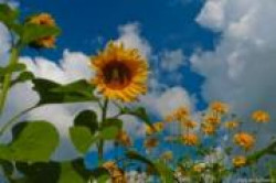 Летняя магия Летняя магия