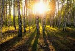 Магическая сила деревьев Магическая сила деревьев