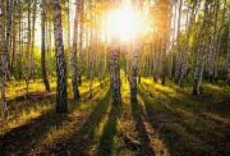 Магическая сила деревьев