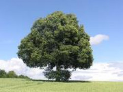 Магические свойства дуба Магические свойства дуба