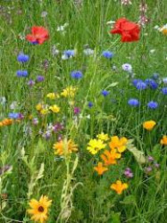 Магия цветов Магия цветов