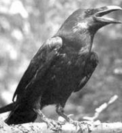 Магия отзывы