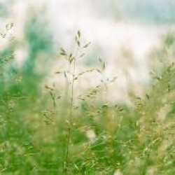 Магия природы Магия природы