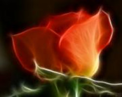 Магия растений Магия растений