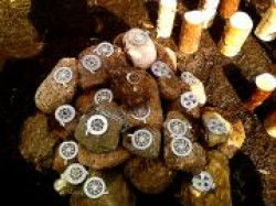 Очищение амулетов, талисманов и оберегов. Очищение амулетов, талисманов и оберегов.