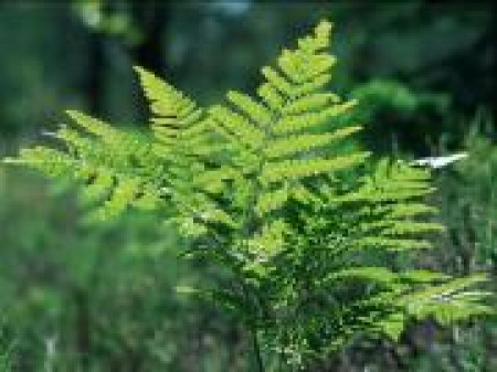 Почему на Купала почитается папоротник?