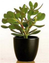 Талисман на деньги