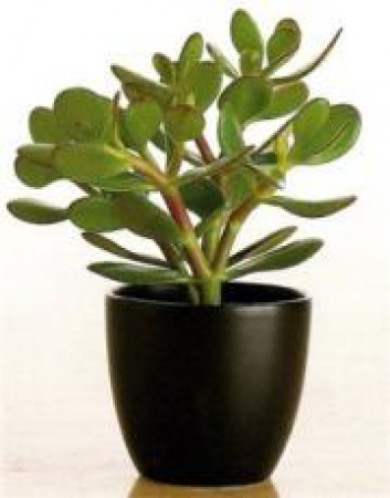 Талисман на деньги Талисман на деньги