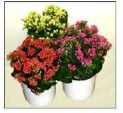 Талисман Тельца